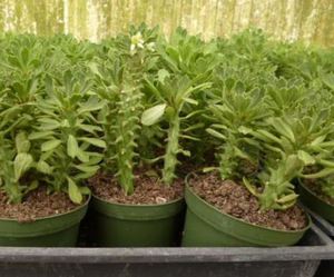 Euphorbia Guentheri